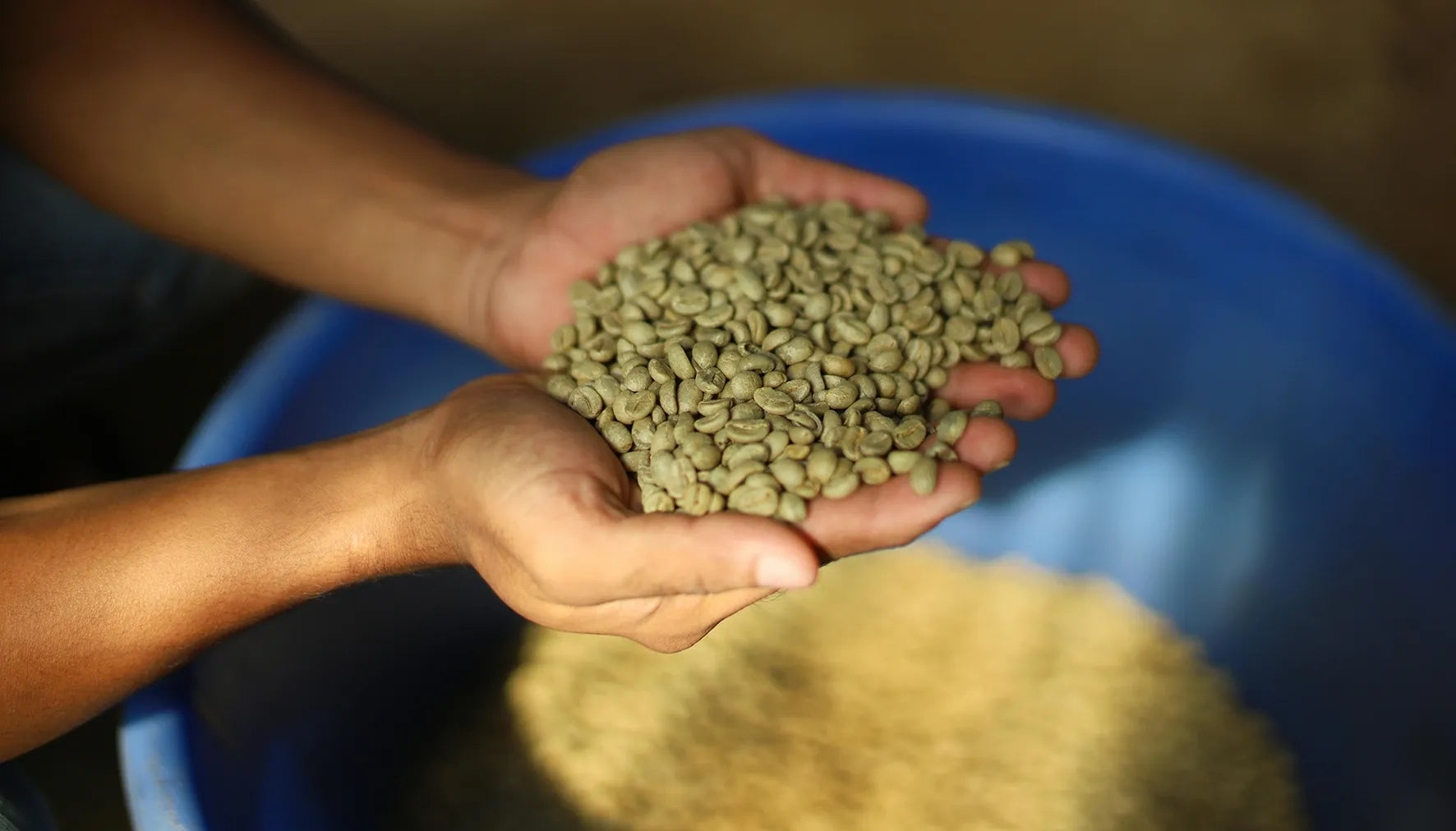 Grüner Kaffee